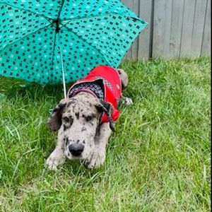 Meet your Posher, Rheygyn